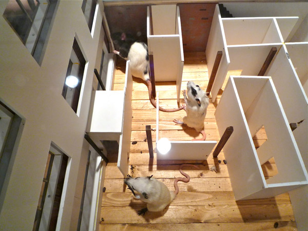 Art house rats in a taxidermy maze.