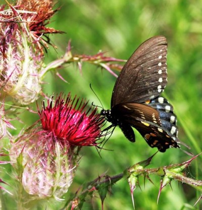 Ocmulgee National Monument Second Butterfly Bio Blitz.