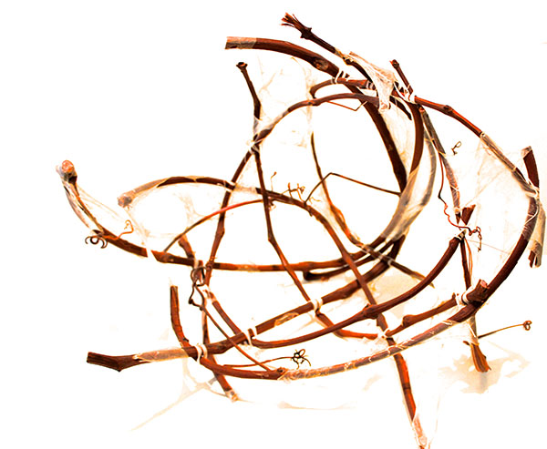 Vestige by Jo-Ann Van Reeuwyk. Materials: grape vine and hog intestine. On display at (106) Gallery, South Division Ave.