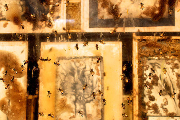 The Great Wall of Bees, by Ladislav R. Hanka, at uica.