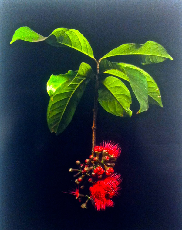 Detail from Untitled (Pomarrosa) (2011)