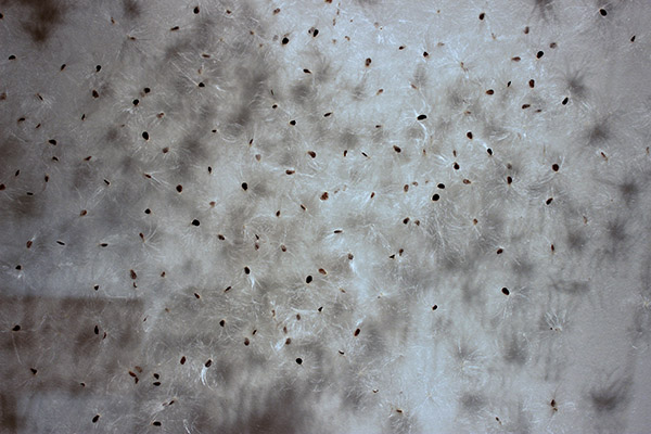 Detail from one of Campbell's encased pollen works.