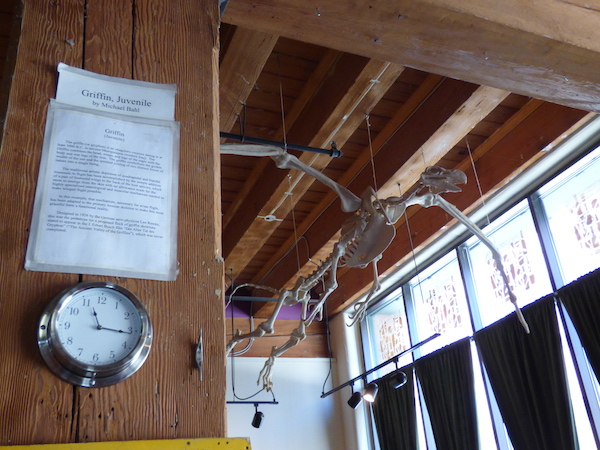 Griffin, Juvenile on display